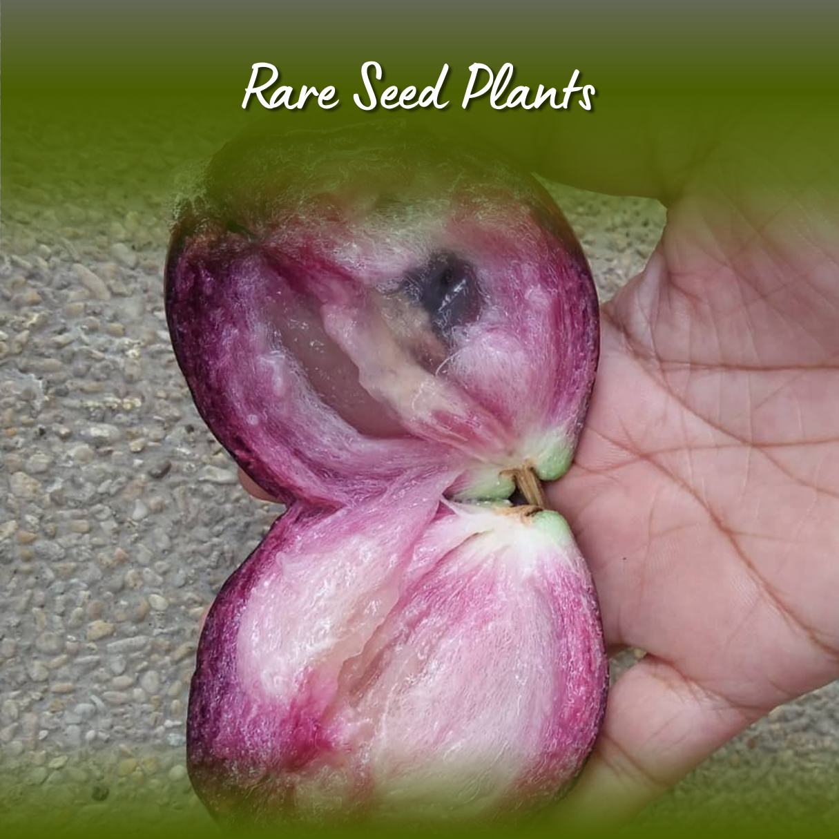 Chrysophyllum cainito