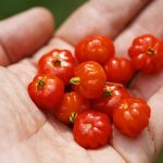 Eugenia uniflora (Dewandaru)