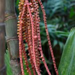 Pinanga coronata (Ivory Cane Palm)