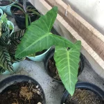 Alocasia balgoyii