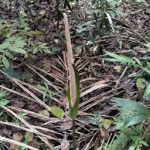 Amorphophallus asper