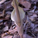 Amorphophallus galbra