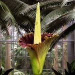 Amorphophallus titanum (Titan Arum)