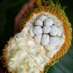 Artocarpus sericicarpus (Peluntan or Terap Bulu)