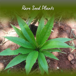 Barringtonia papuana