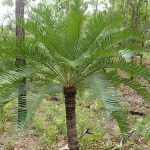 Cycas edentata