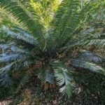 Cycas glauca