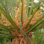 Cycas javana (Pakis Haji)