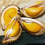 Durio kutejensis (Lai)