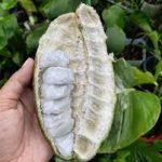 Inga edulis (Ice Cream Bean)