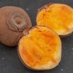 Quararibea cordata (Chupa Chupa)