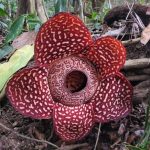 Rafflesia arnoldii (Giant Padma)