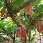 Theobroma cacao (Cacao)