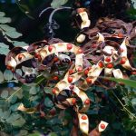 Adenanthera pavonina (Saga)